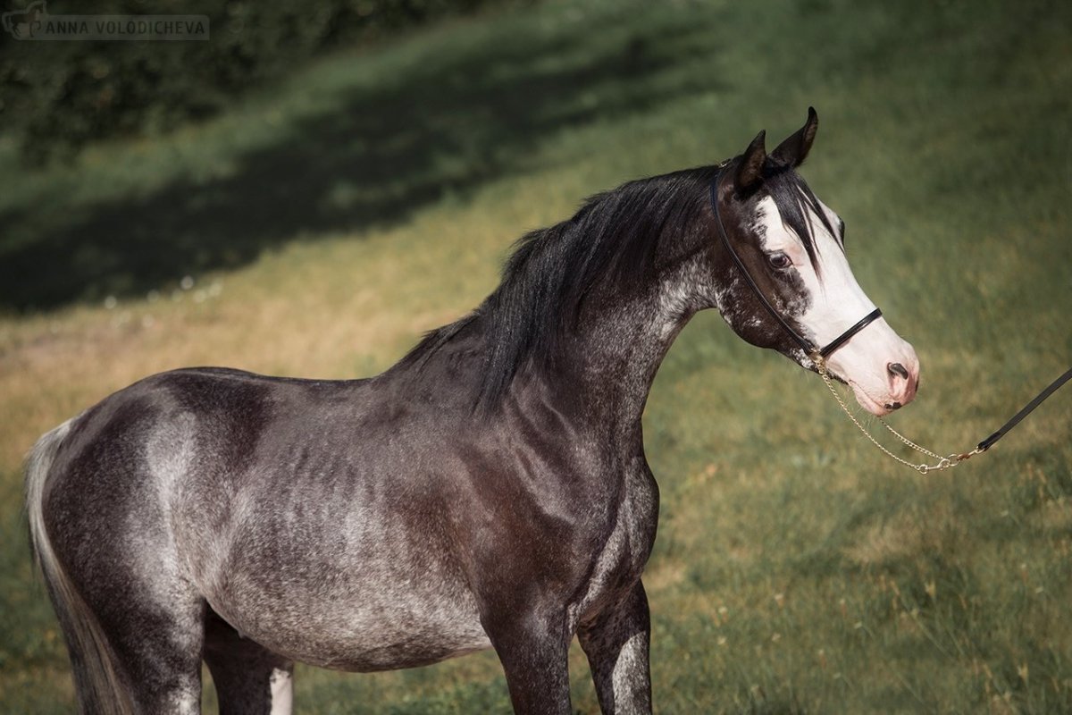 Серебристо Вороная Сабино