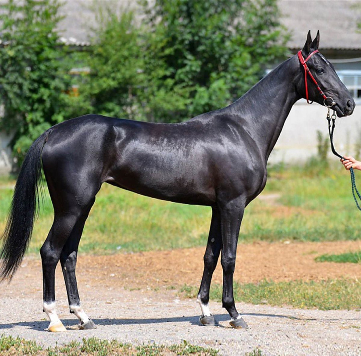 Ахалтекинская лошадь вороной масти