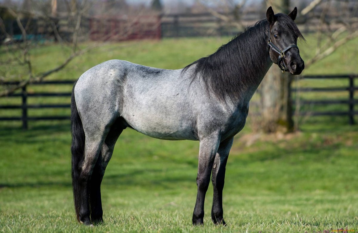 Мышастая порода лошадей