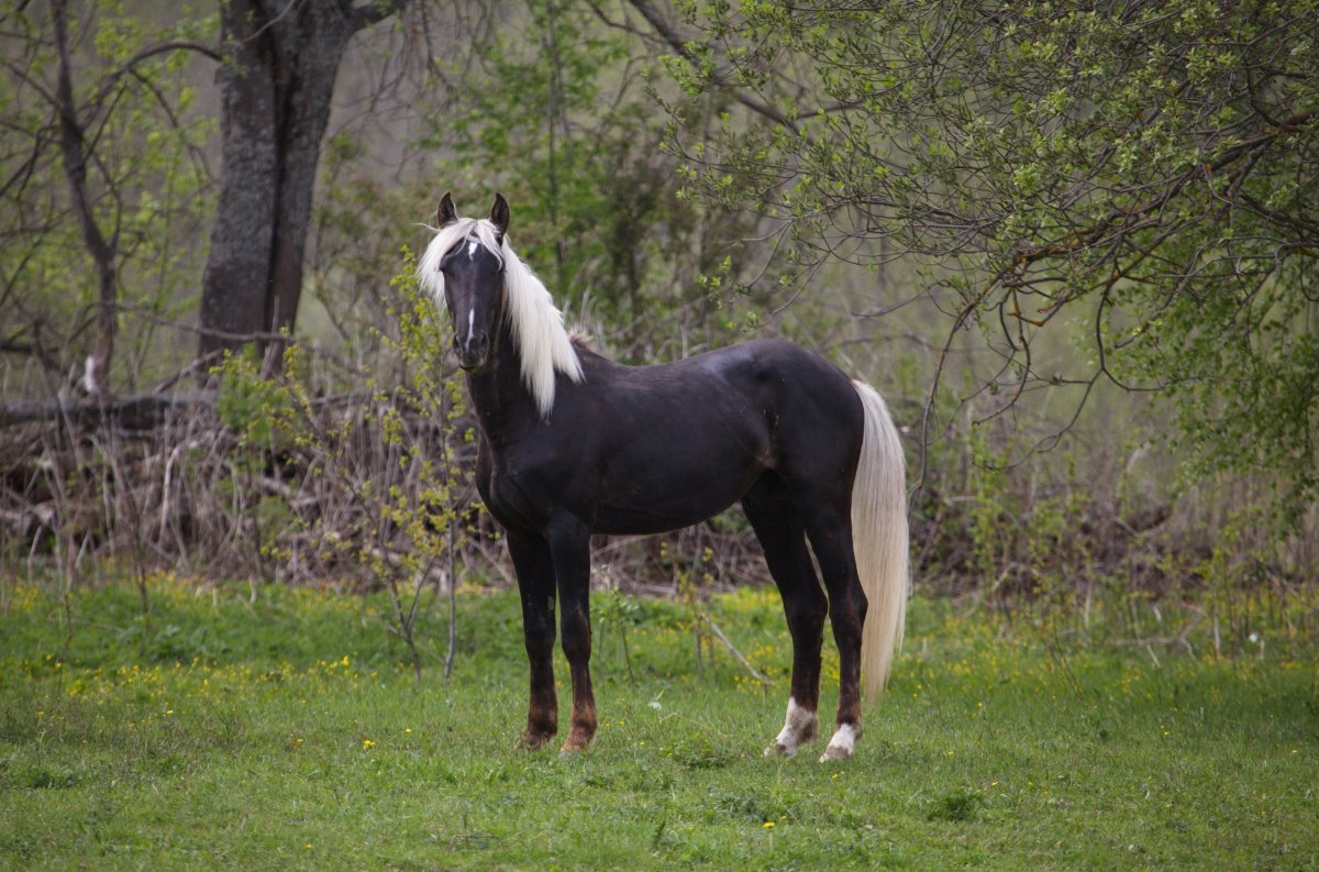 Серебристо-Вороная масть лошади