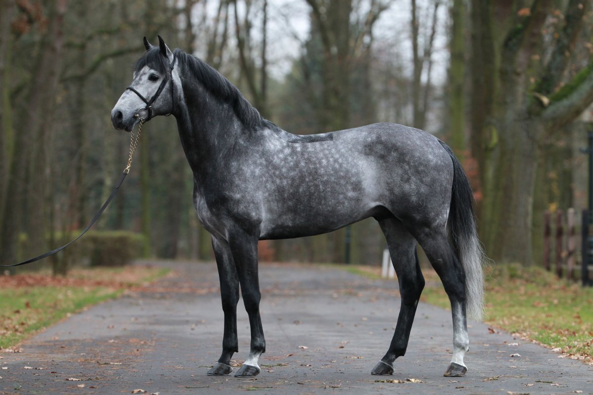 Серебристо-Вороная масть лошади