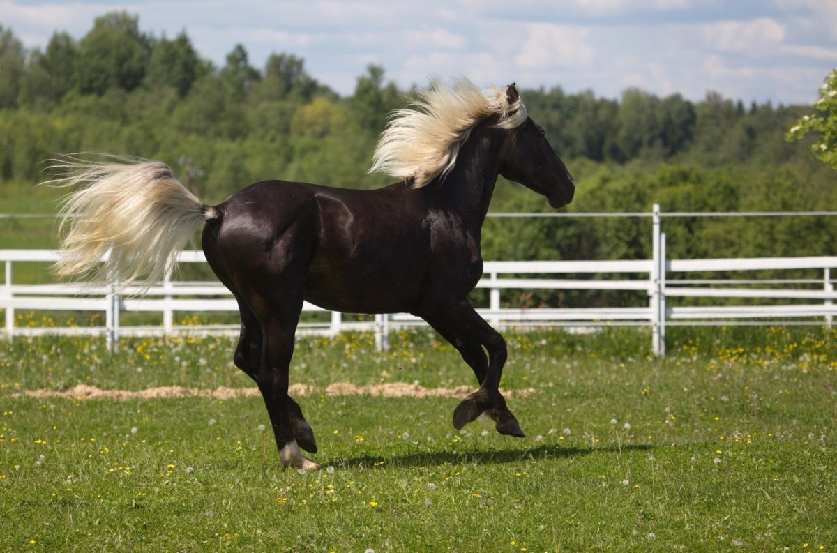 Серебристо-Вороная масть лошади