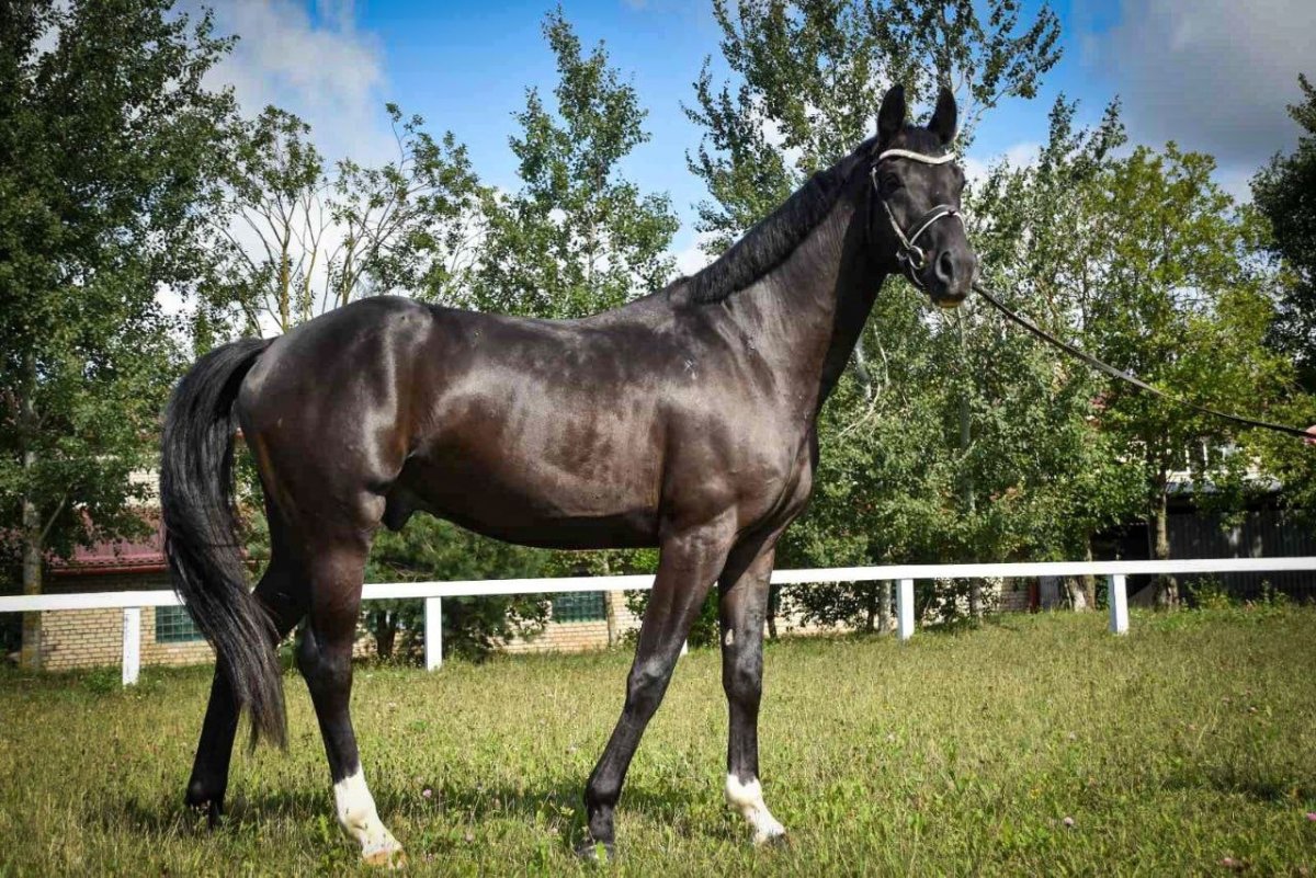 Масти лошадей