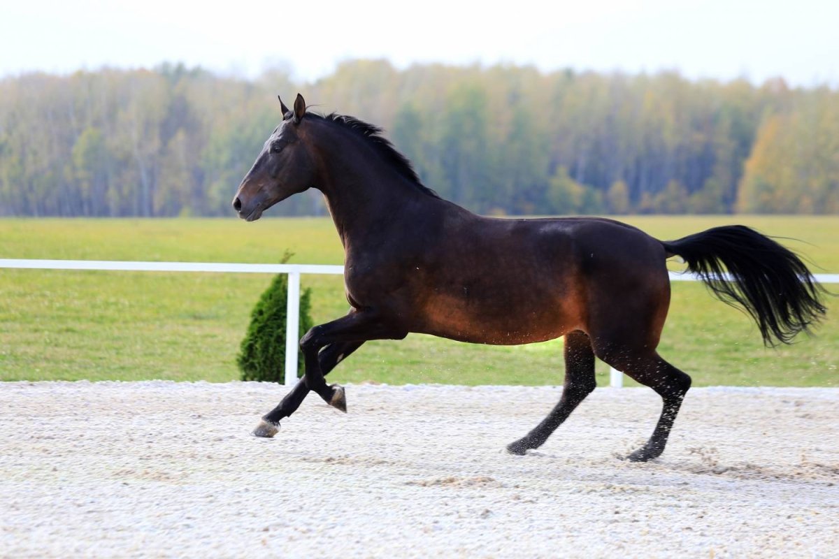 Караковская масть лошади