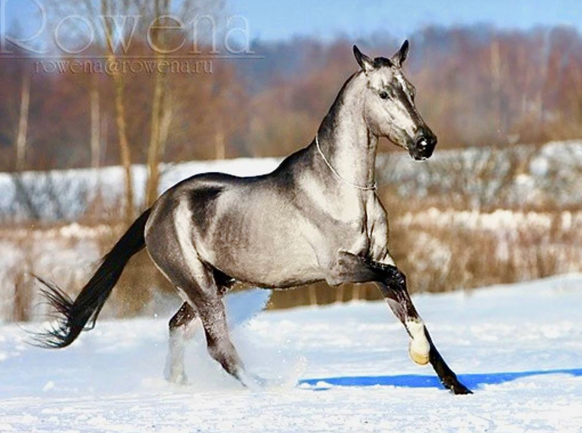 Мышастая серебристая масть лошади
