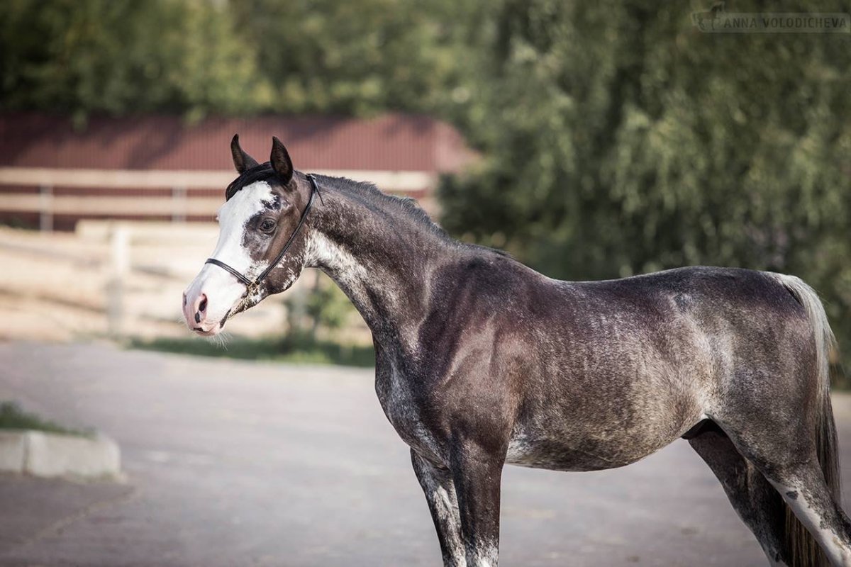 Вороная-Сабино арабская лошадь