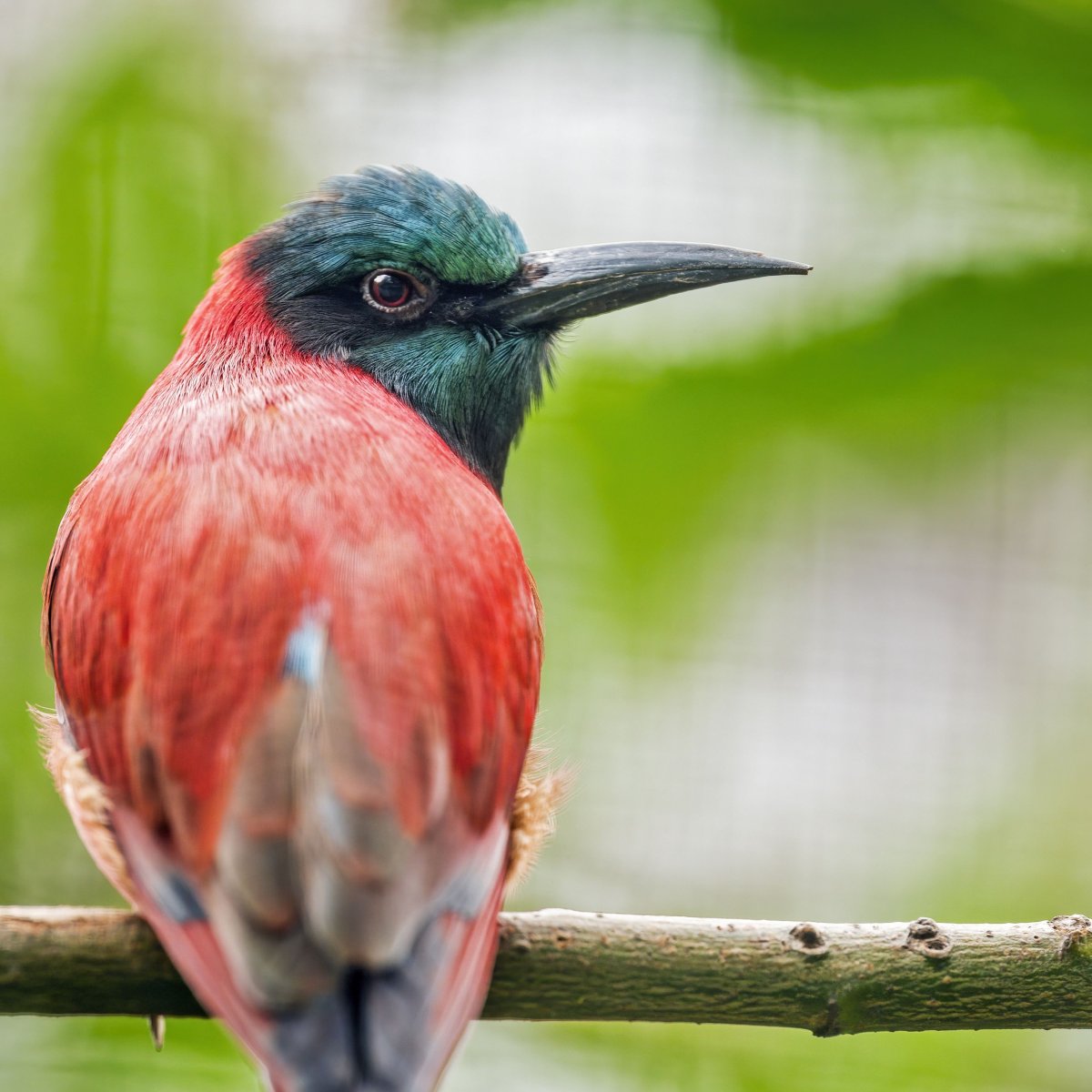 Серьёзная щурка