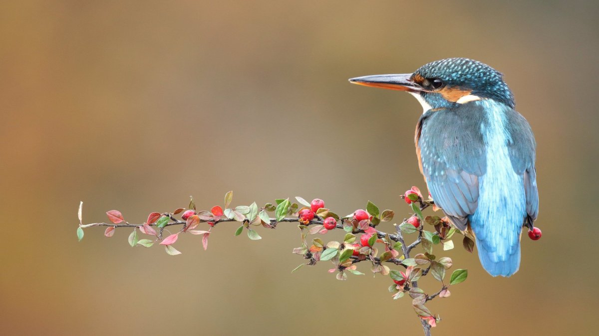 Зимородок Геншин
