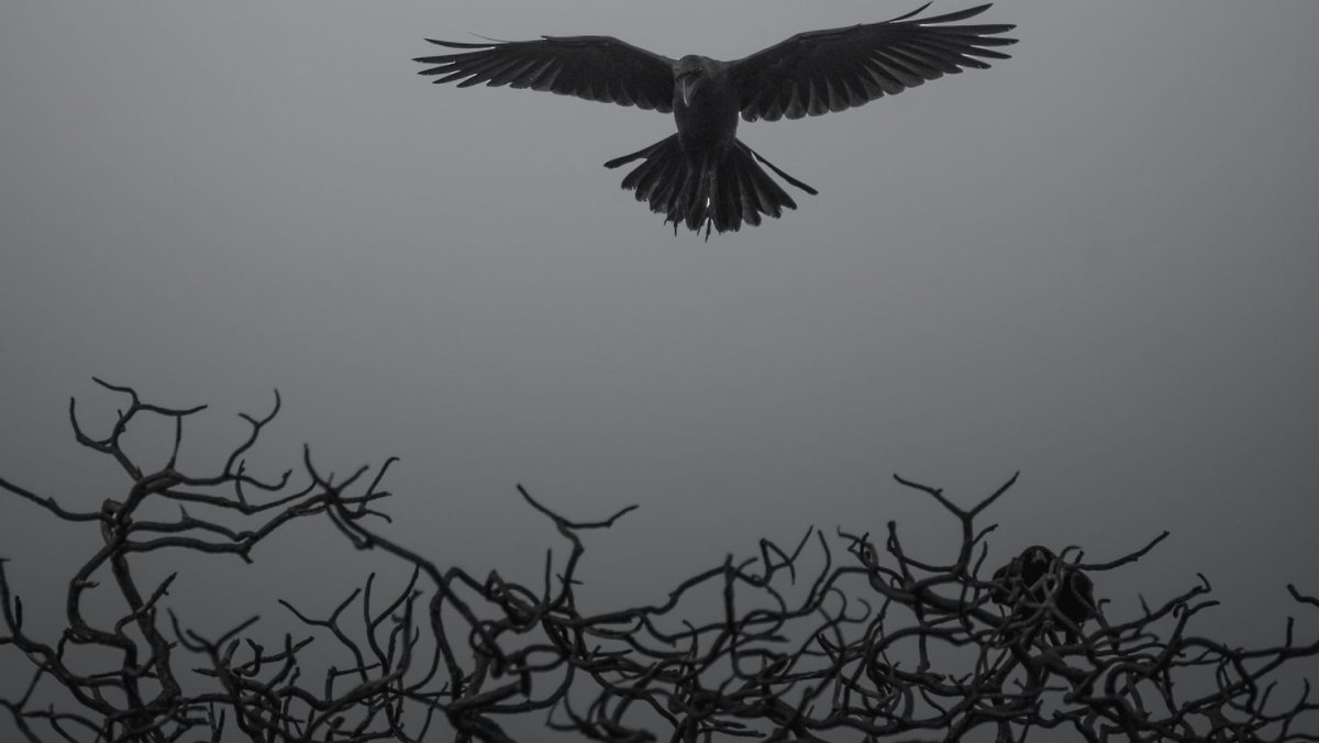 Птица смерти