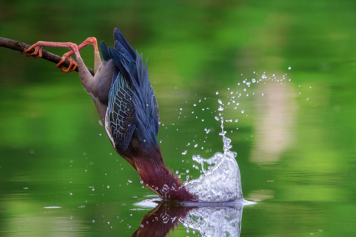 Ныряющие птицы