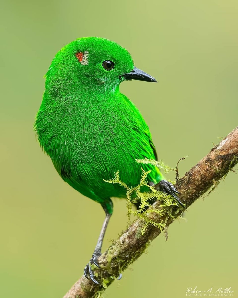 Салатовая птица