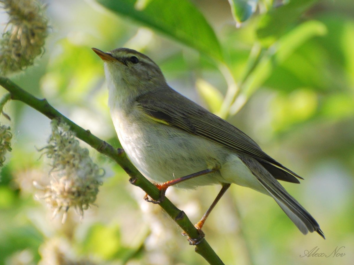Зеленая пеночка птица