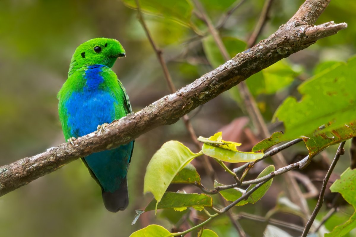 Зеленохвостый воробьиный попугайчик