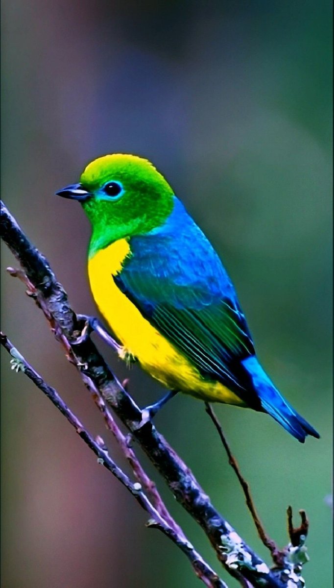 Желто синяя птичка