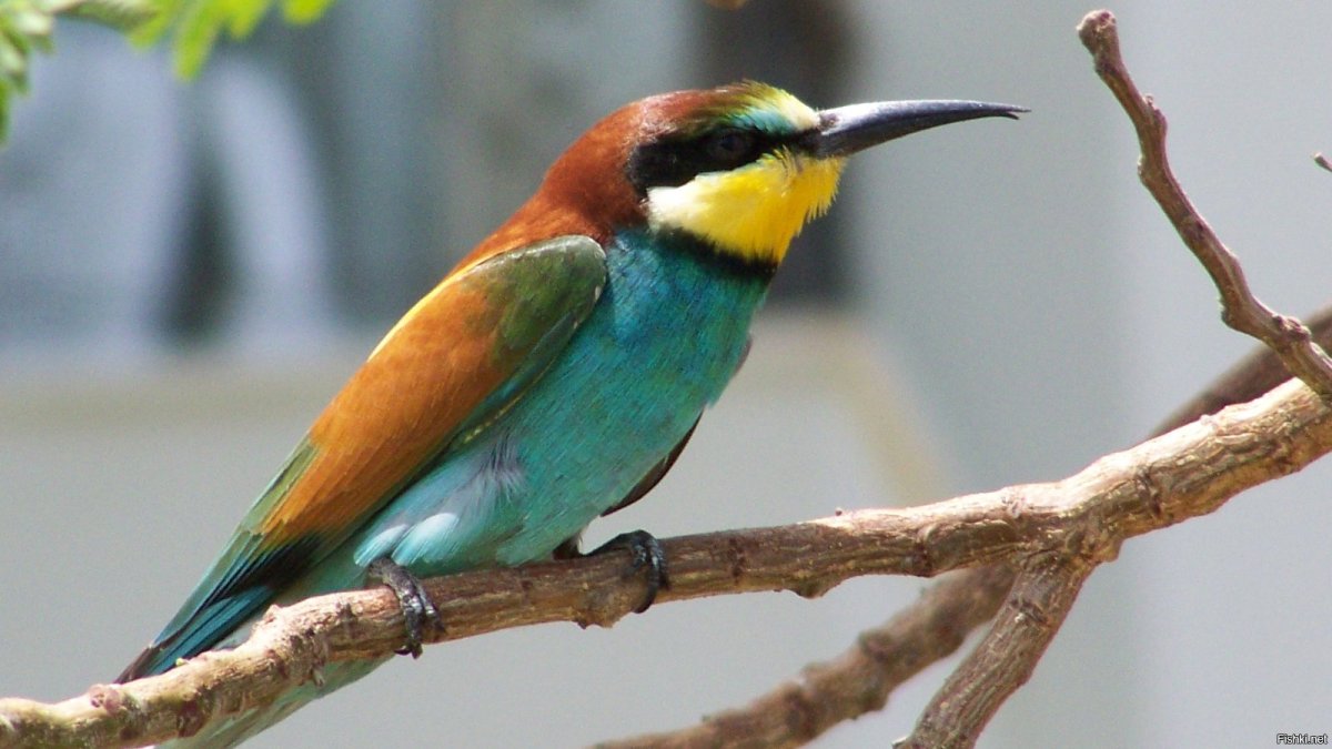 Зелёная птица с длинным клювом