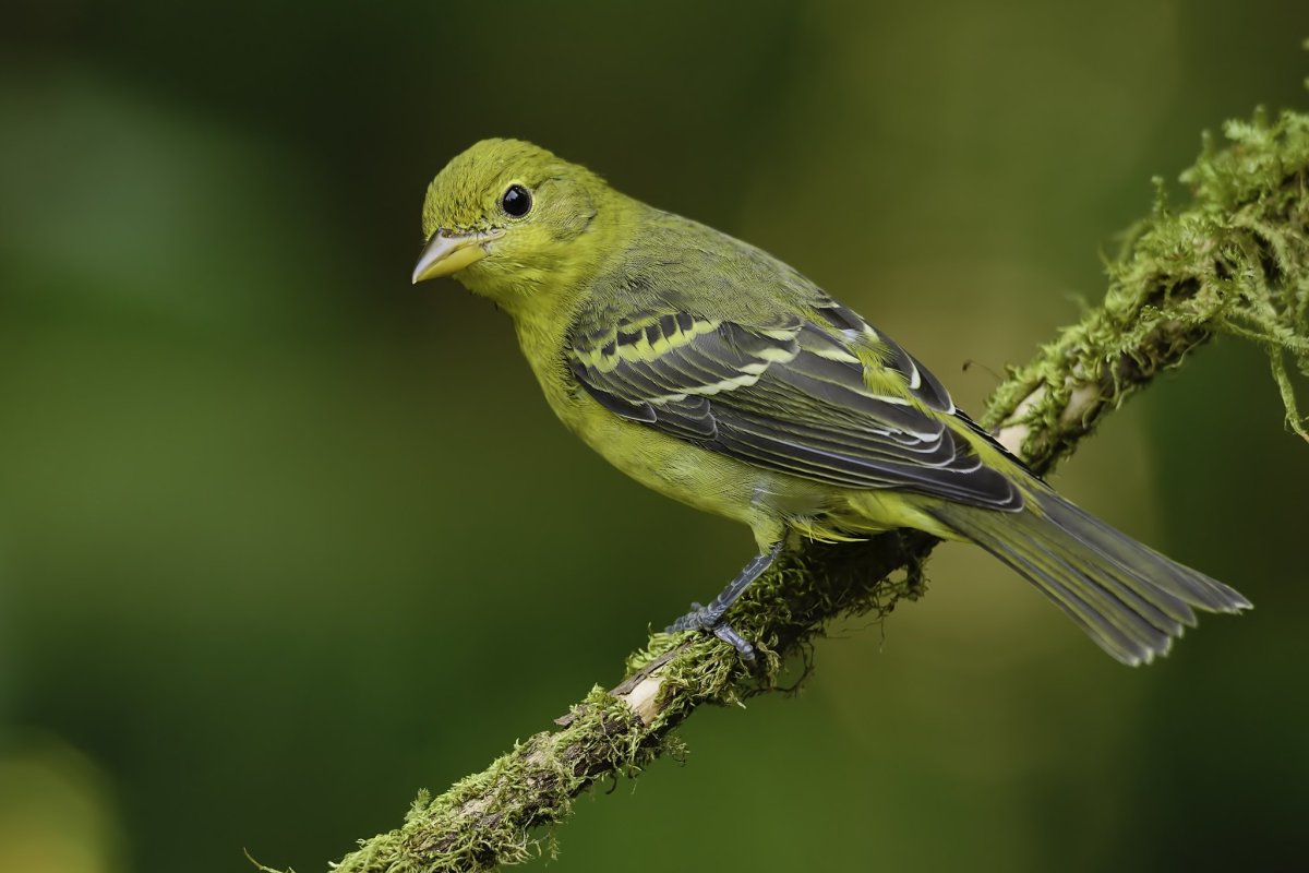 Щегол Чиж зеленуха