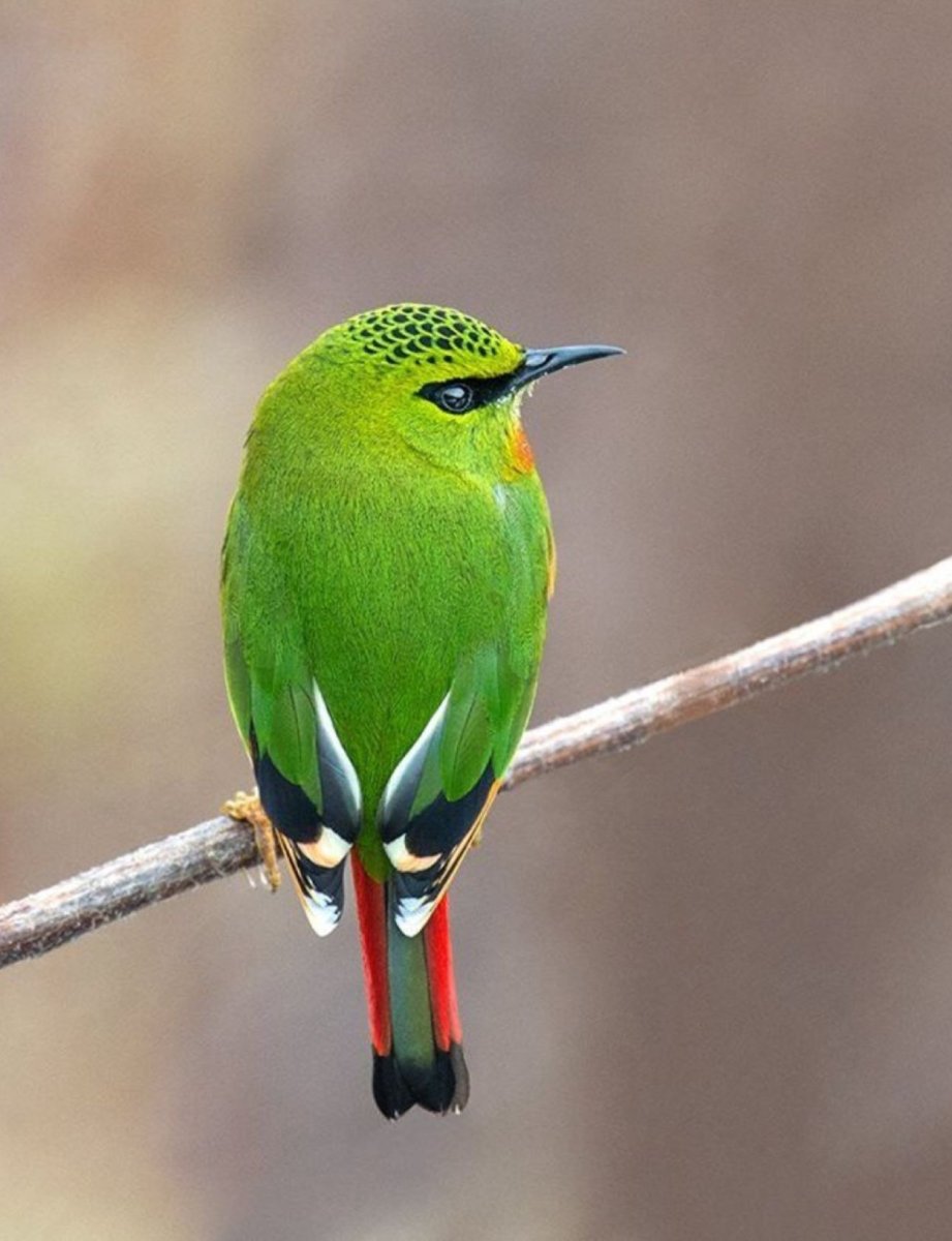 Голуболицый туканет