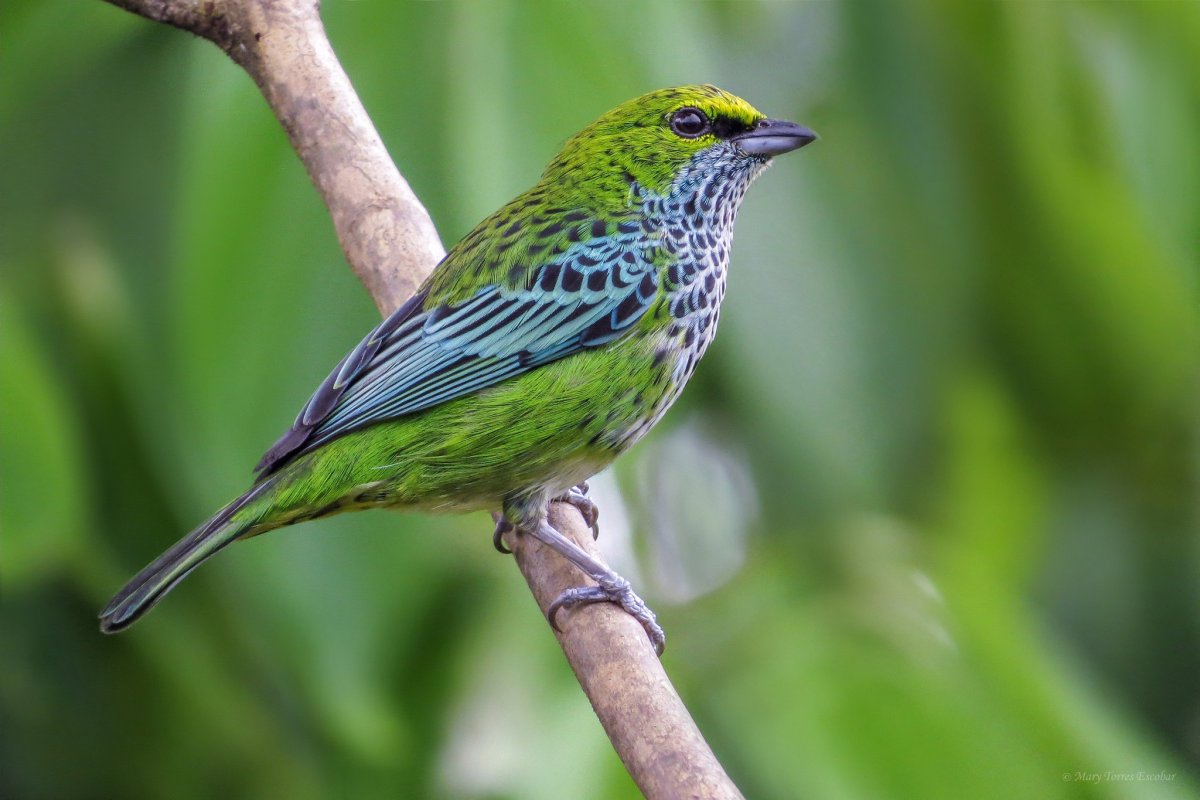 Крапчатая танагра