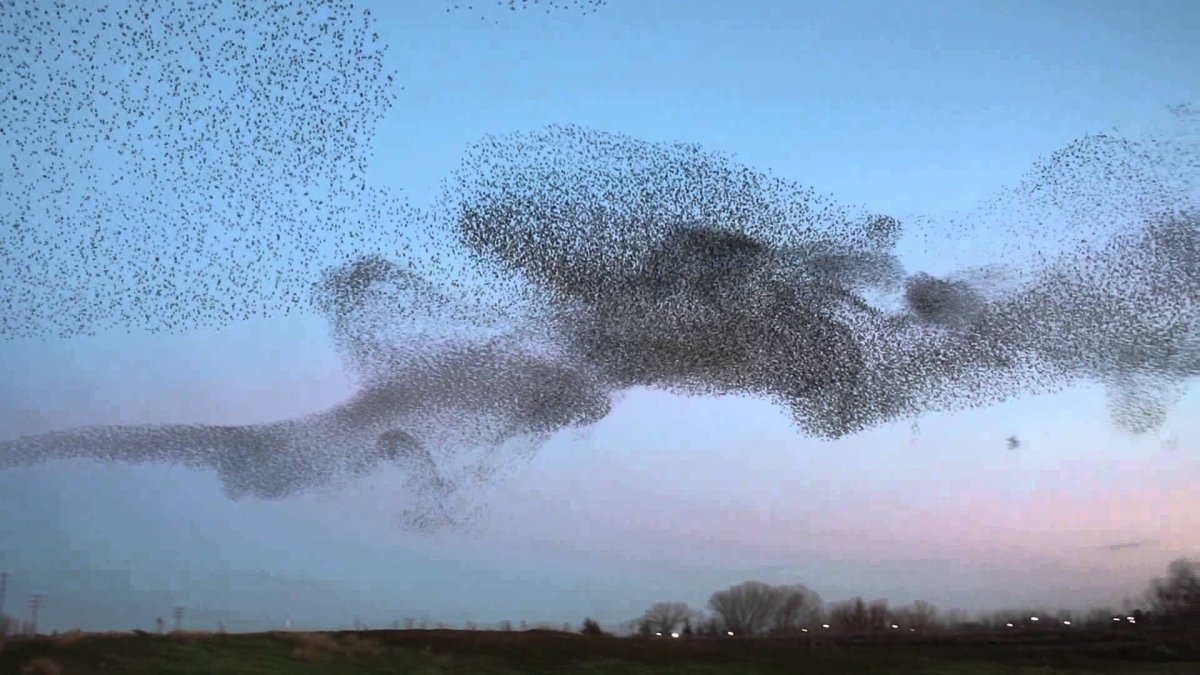 Мурмурация Стрижей