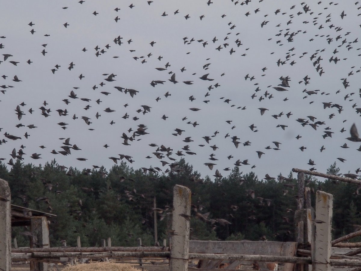 Скворцы мурмурация