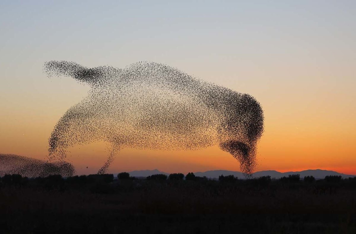 Мурмурация море