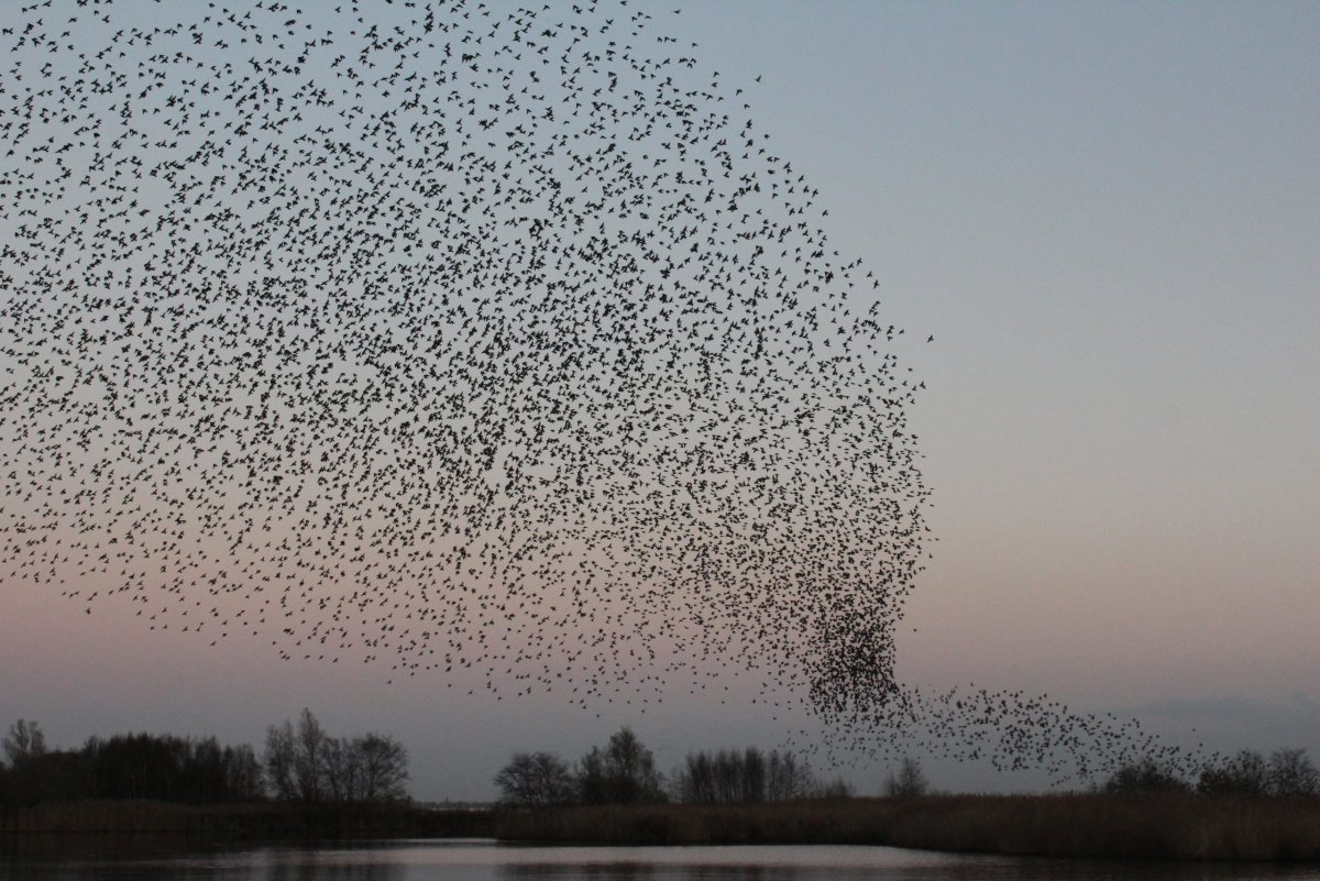 Самая большая стая птиц