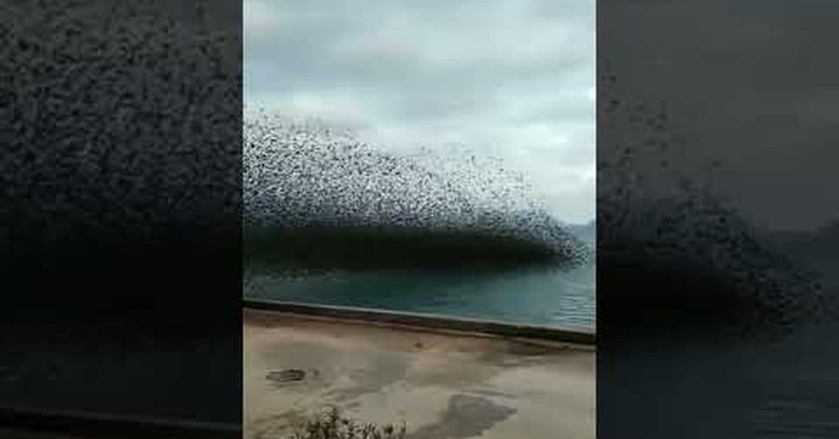 Мурмурация Сток