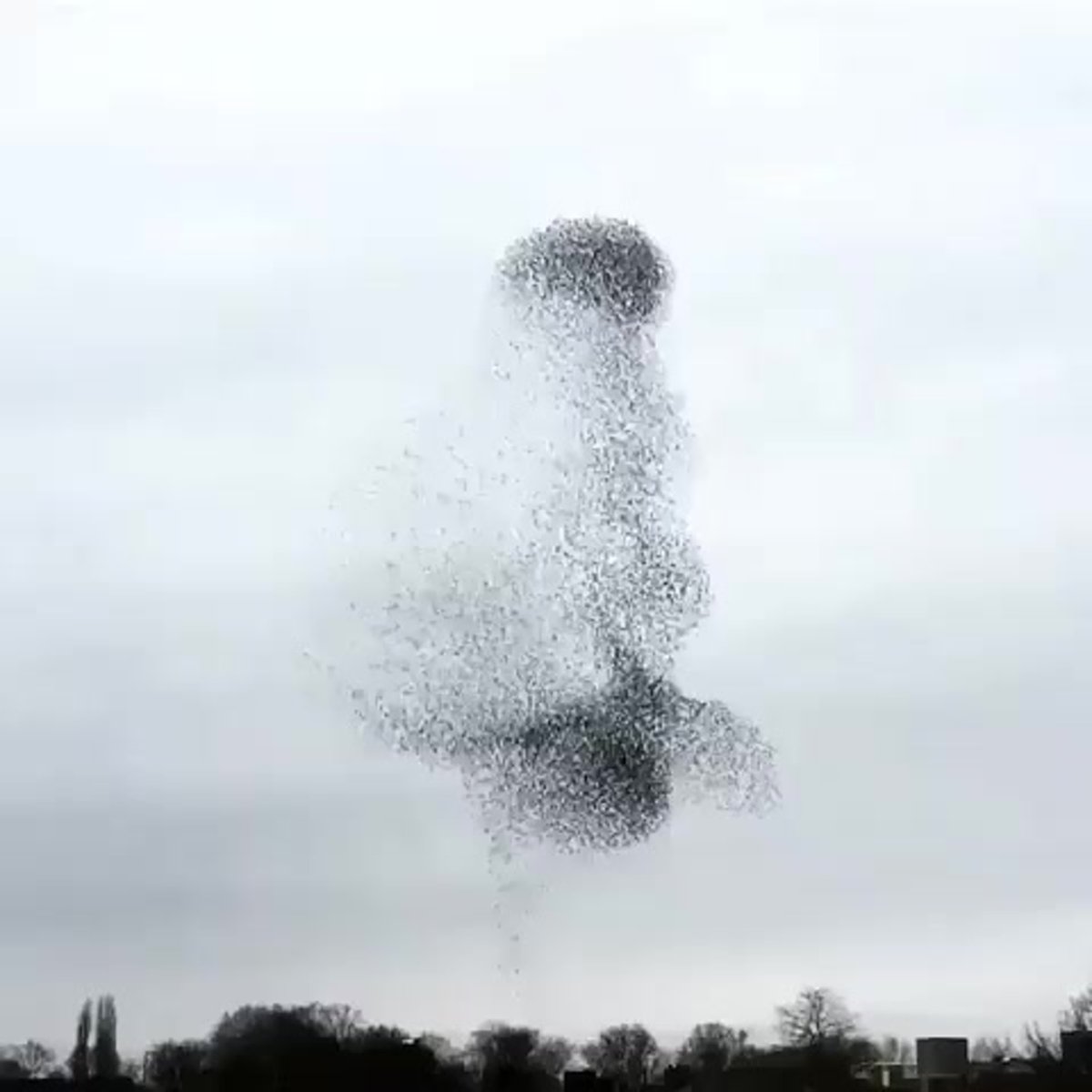 Мурмурация Скворцов в Риме