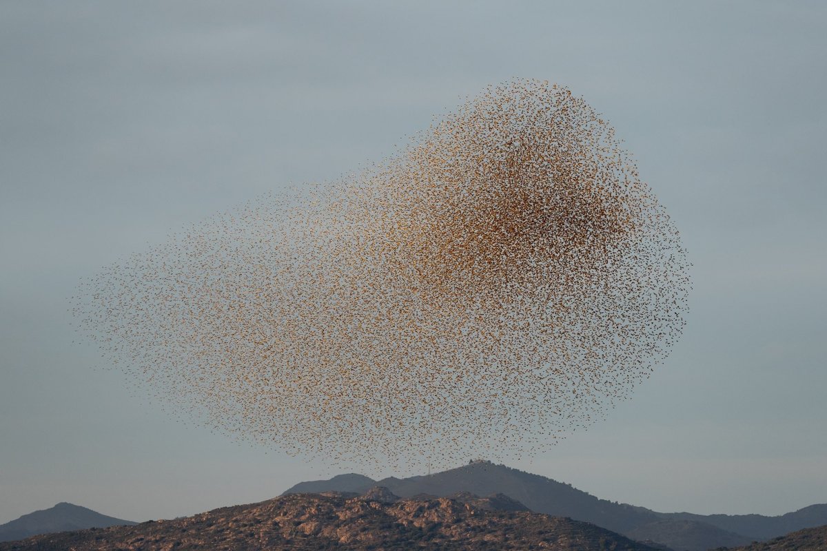 Мурмурация птиц