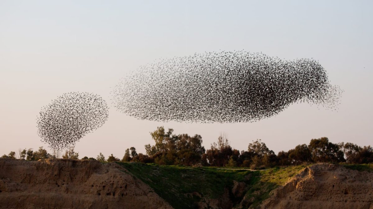 Мурмурация птиц