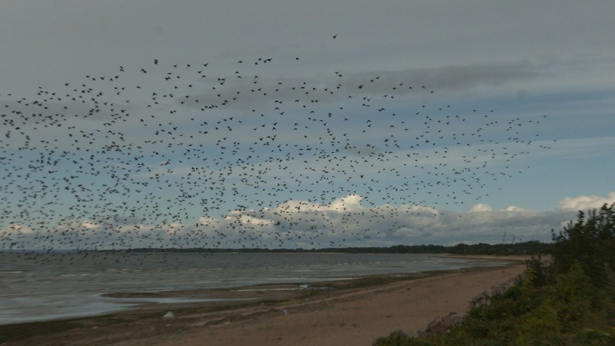 Мурмурация Скворцов