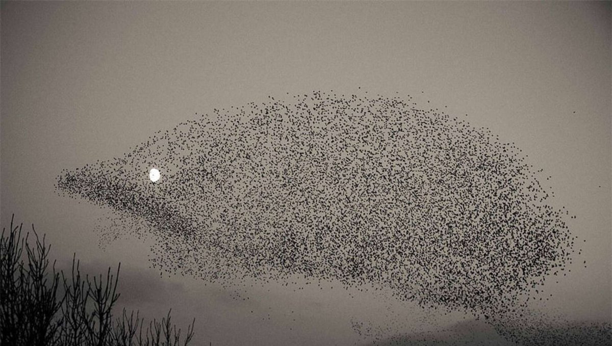 Мурмурация Скворцов