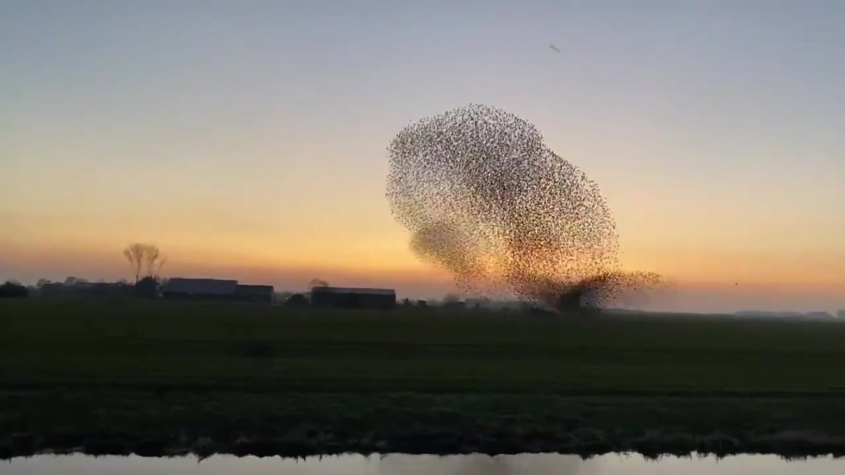 Мурмурация дронов