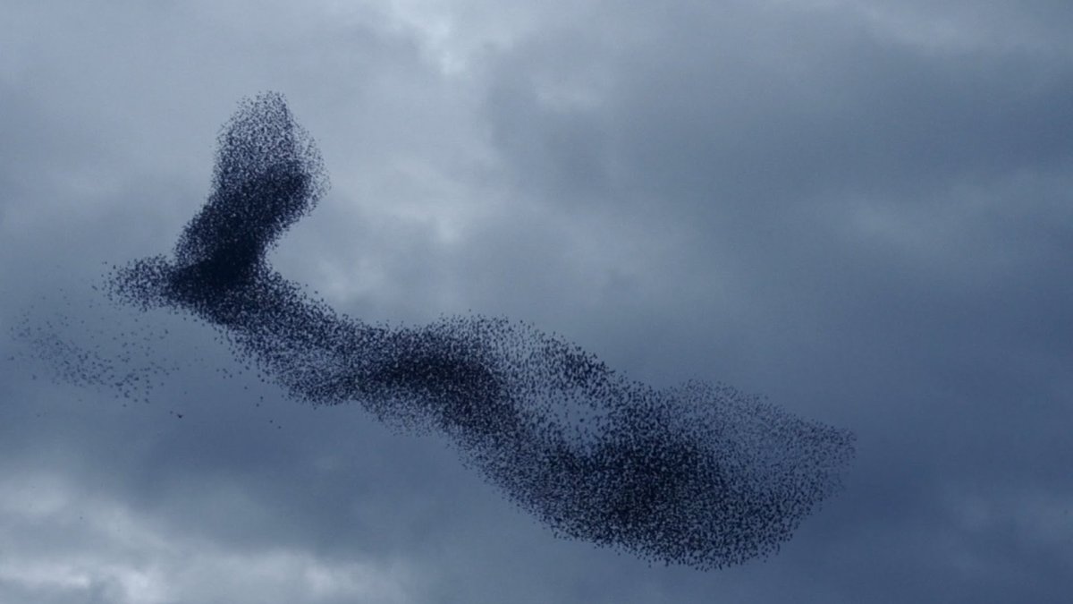 Мурмурация – «танец Скворцов»