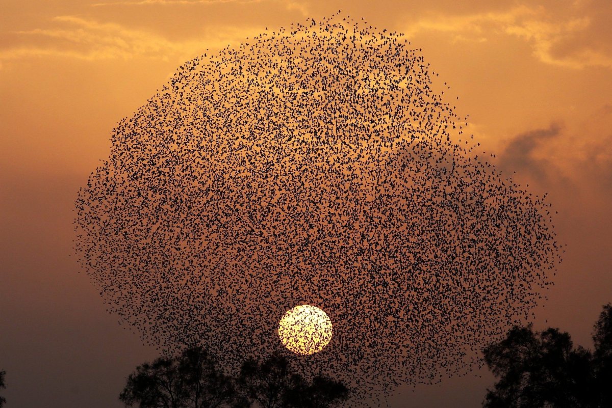 Скворцы мурмурация