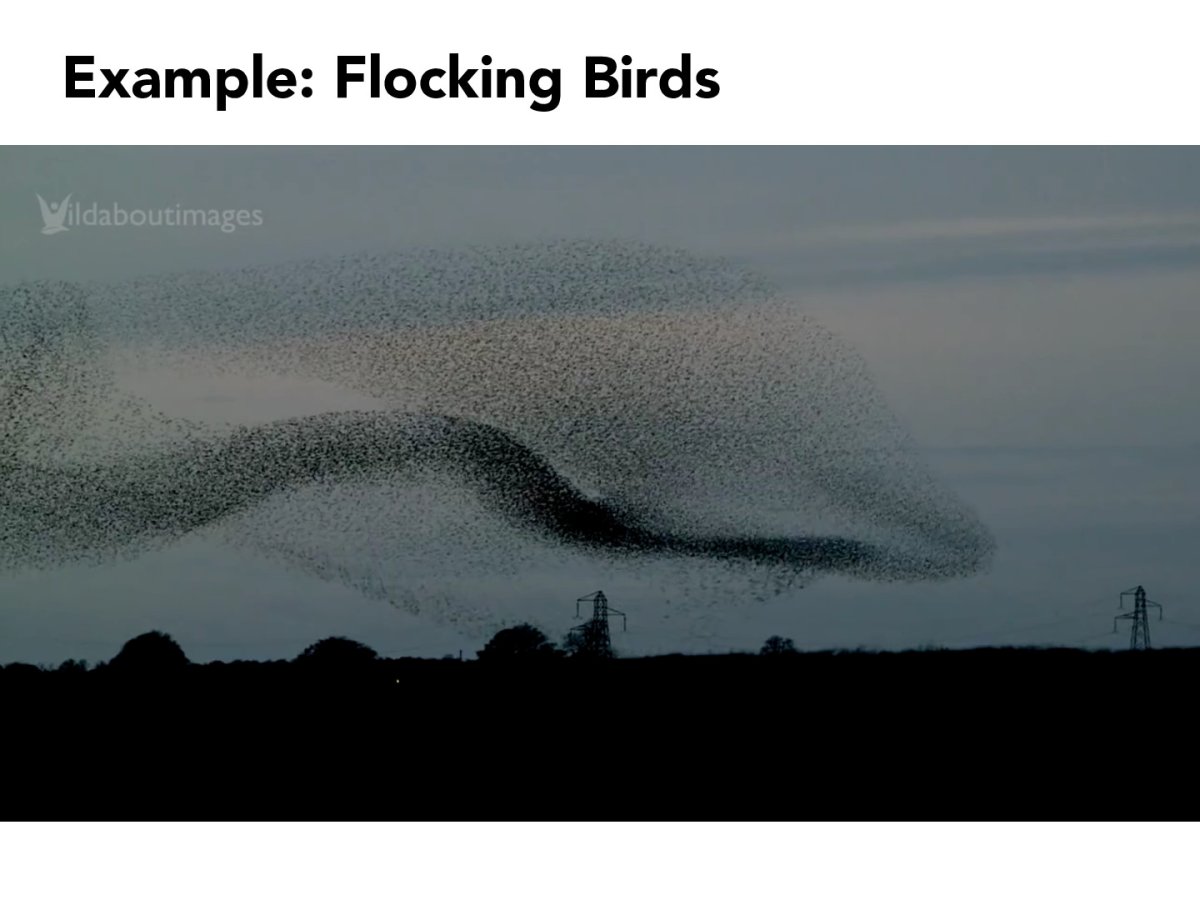 Мурмурация Скворцов в Москве