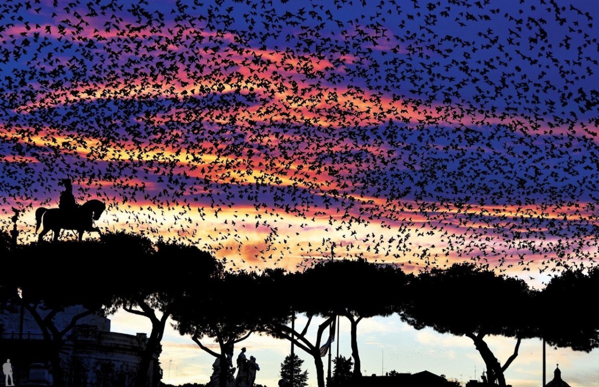 Рим стаи птиц