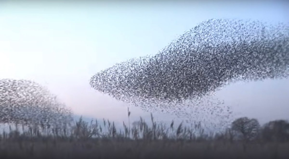 Мурмурация – «танец Скворцов»