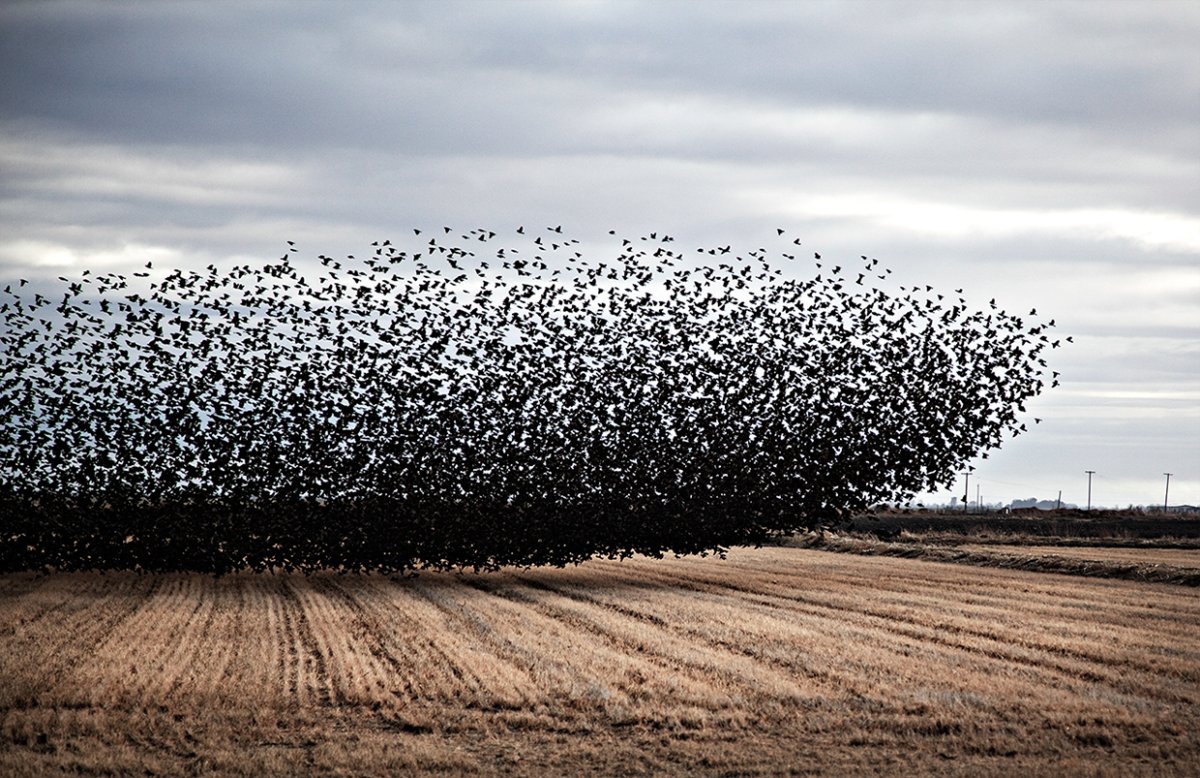 Мурмурация коллективакартинка