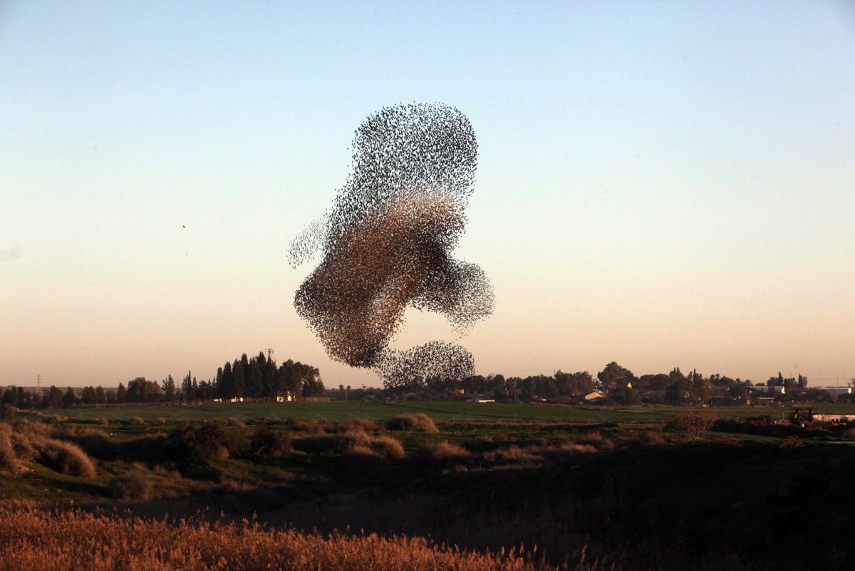 Мурмурация Скворцов