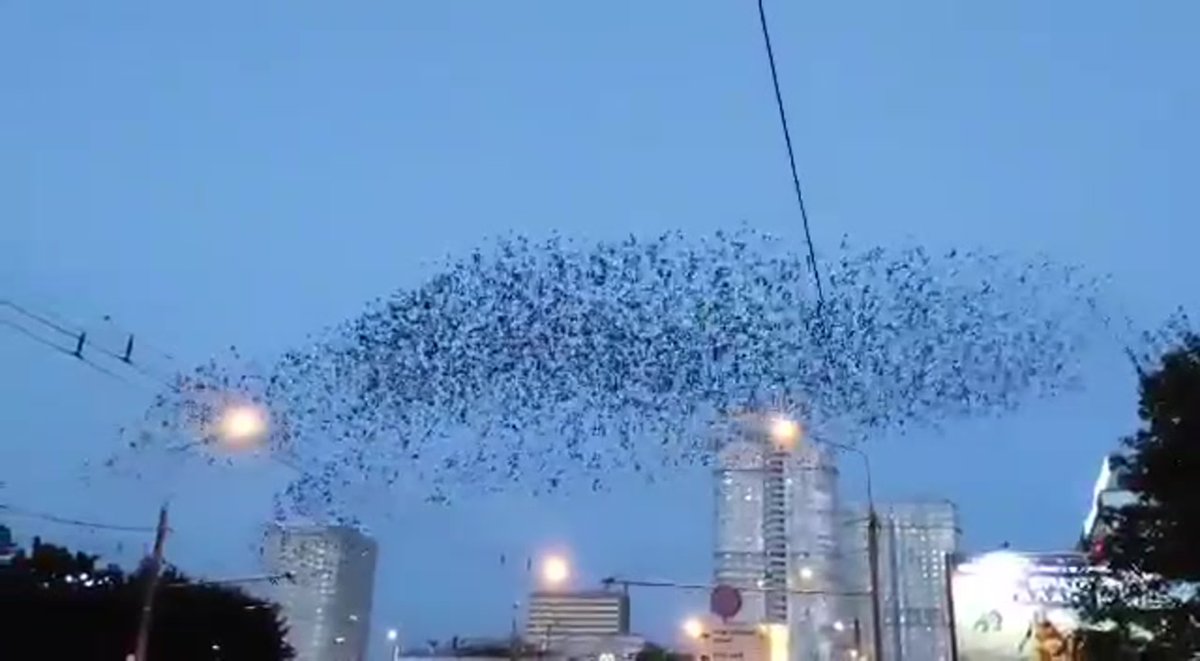 Мурмурация Скворцов в Москве