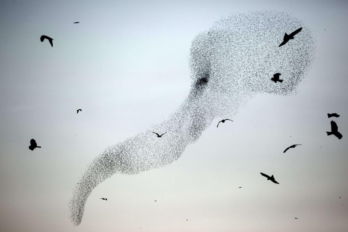 Мурмурация рисунок