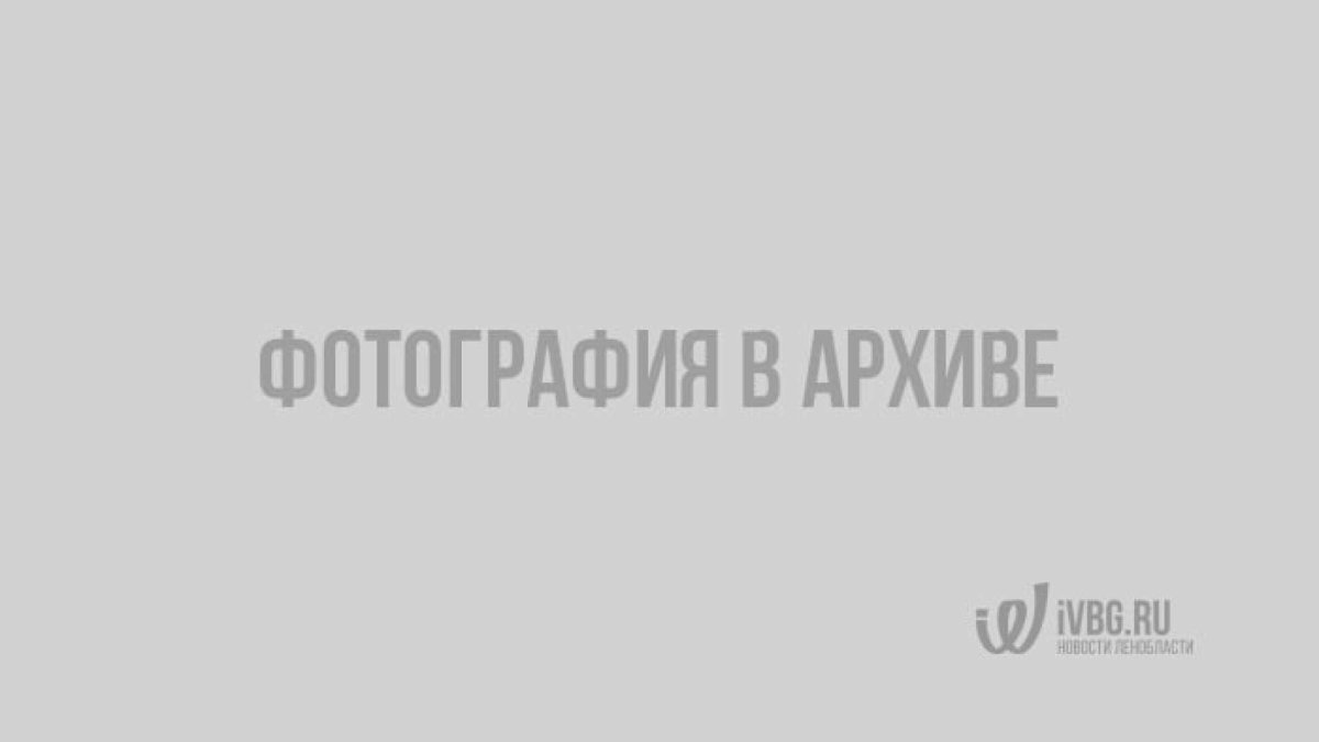 Скворцы мурмурация