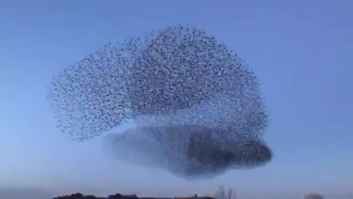 Мурмурация – «танец Скворцов»