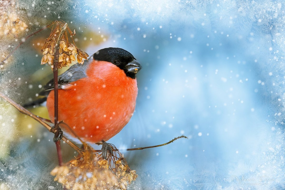 Зимние птицы