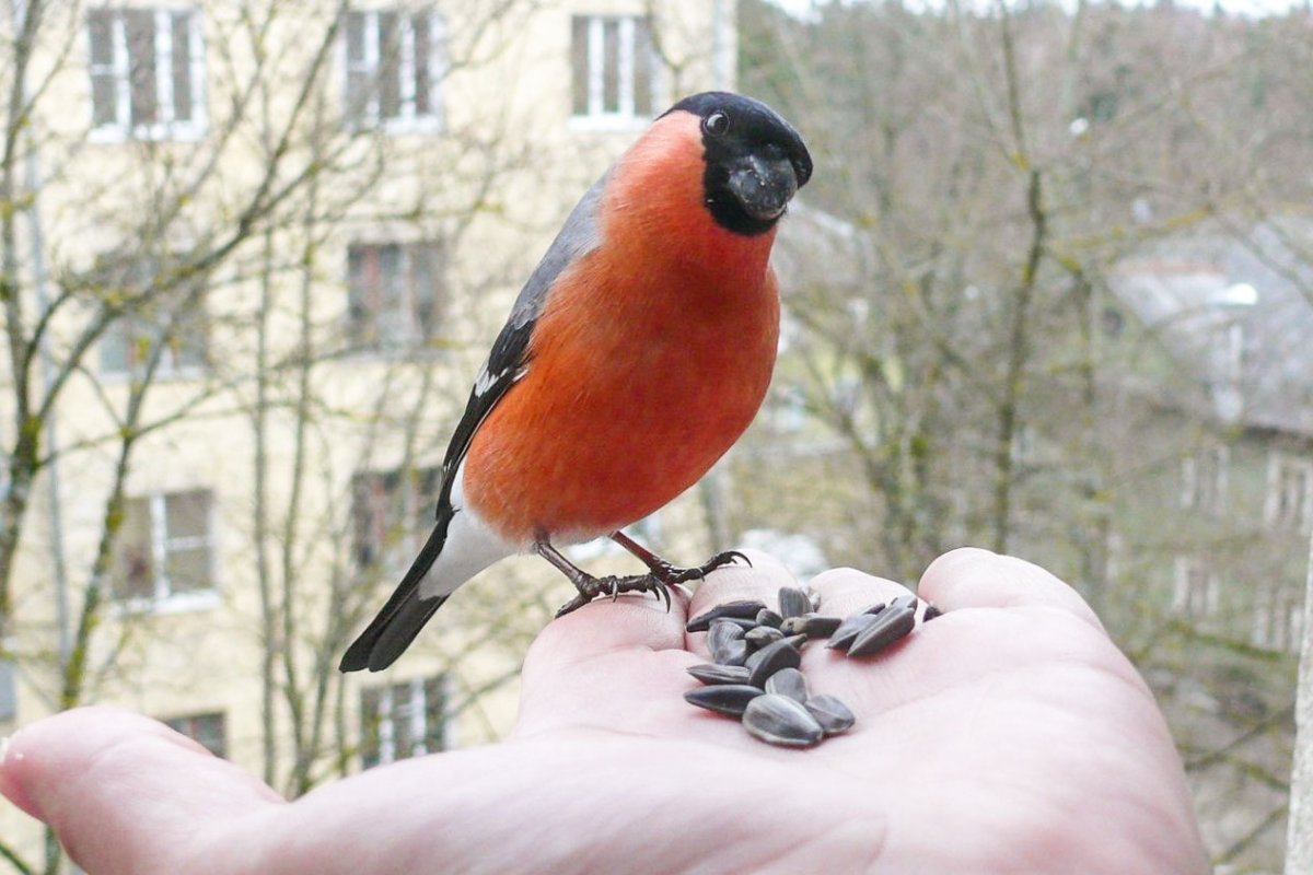 Снегирь и человек