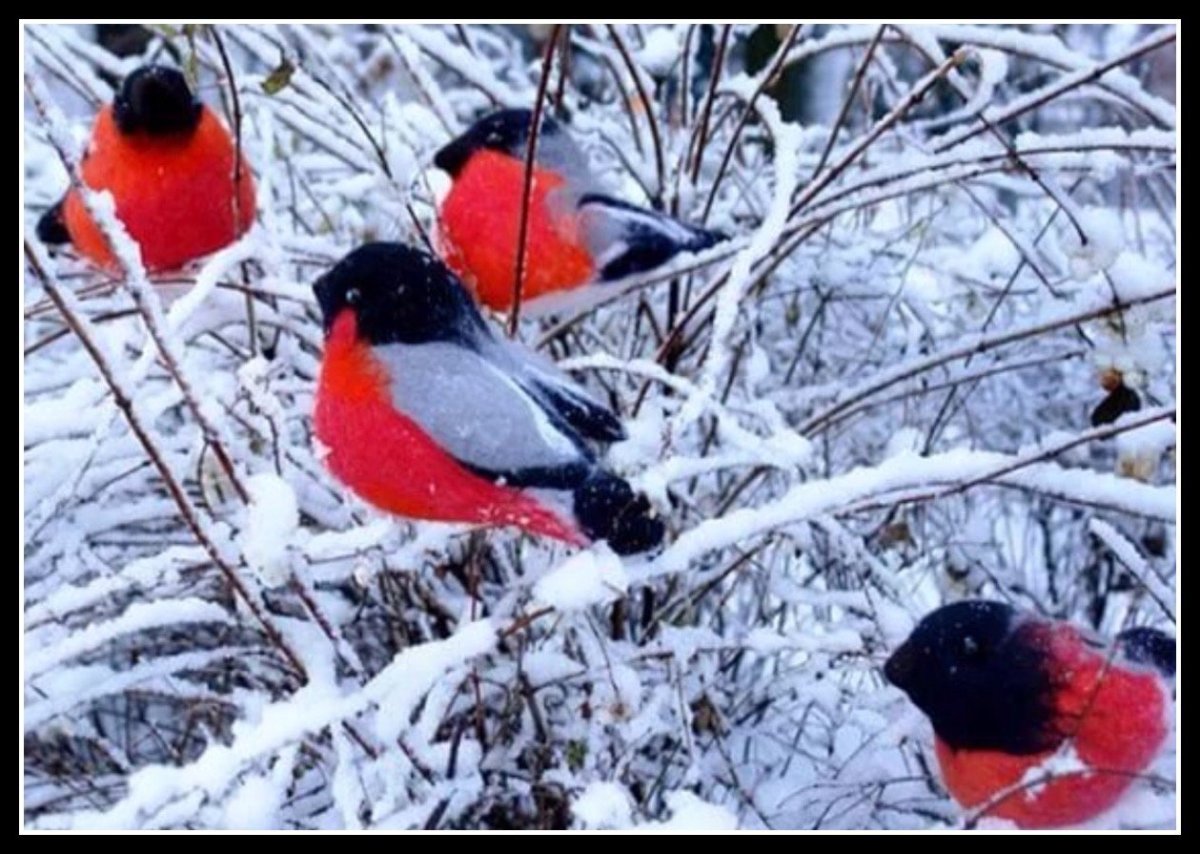 Зимние птицы