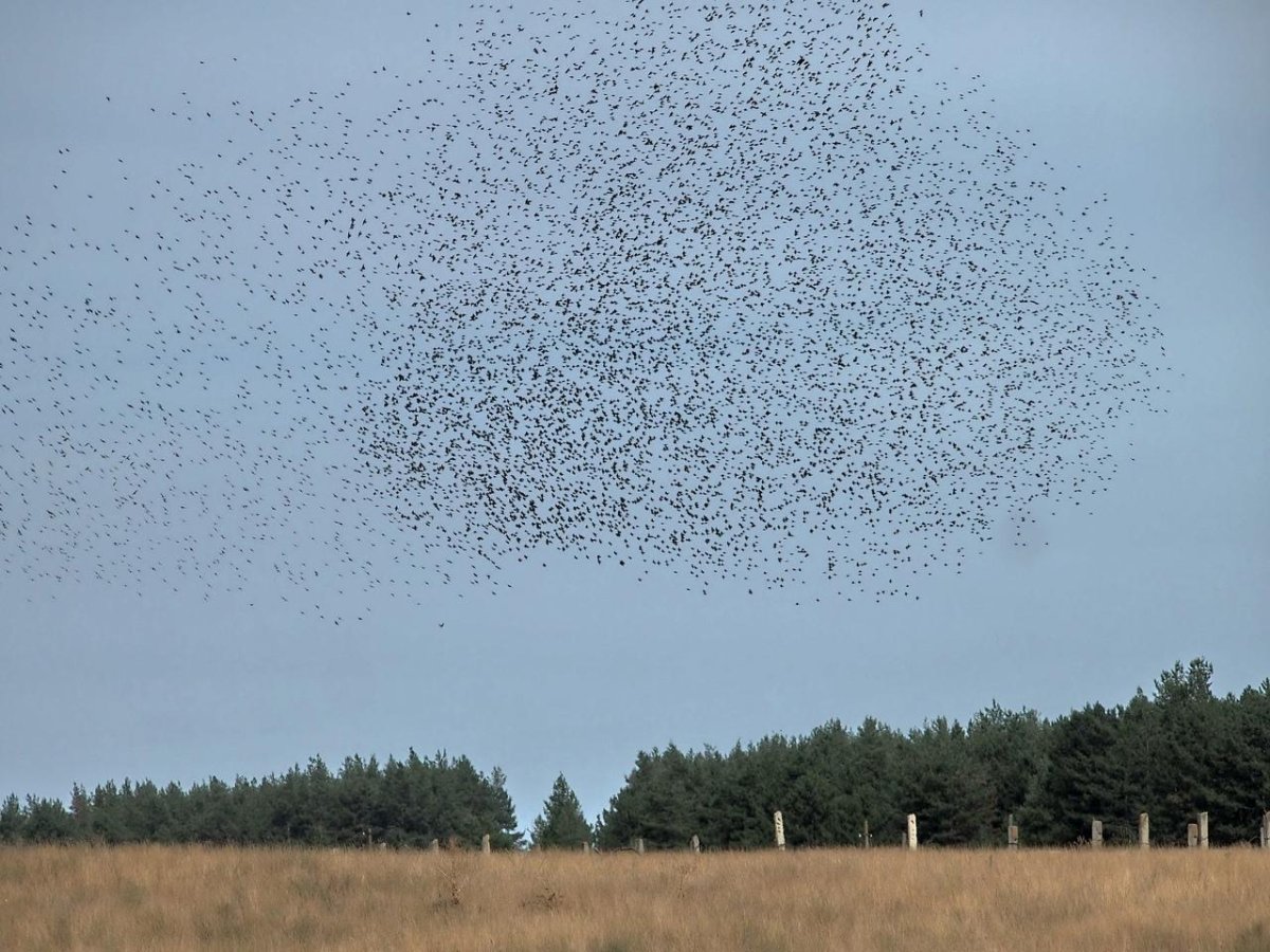 Скворцы мурмурация