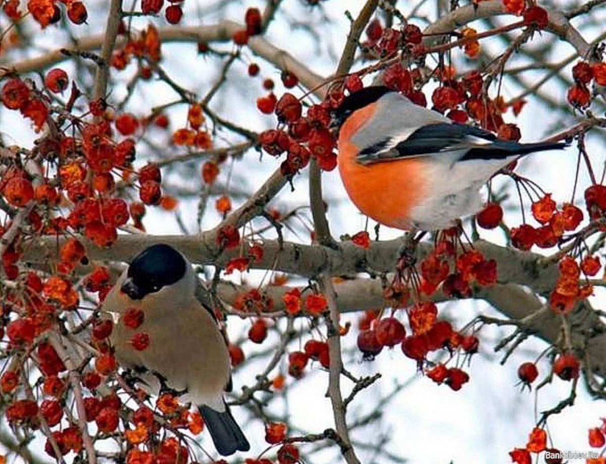 Зимняя рябина