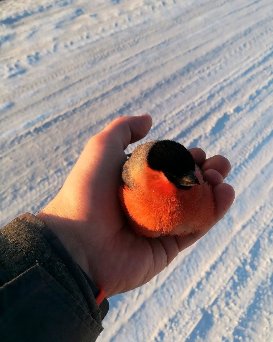 Смешной Снегирь